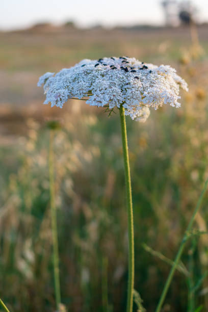 istock Special flowers and insects 1421143101