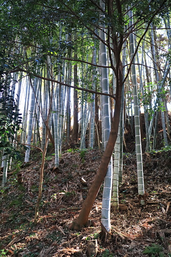 tree nestled in bamboo