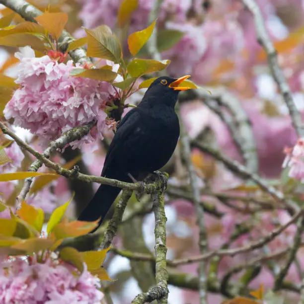 A male Eurasian Blackbird, aka Common Blackbird, Turdus merula, singing from the branch of a cherry tree which is full of blossom.
