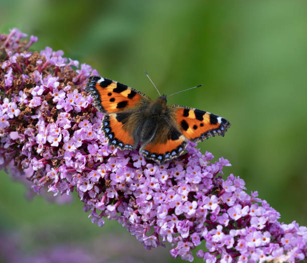 istock Small Tortoiseshell Butterfly, Aglais urticae, on Buddleja 1421144286