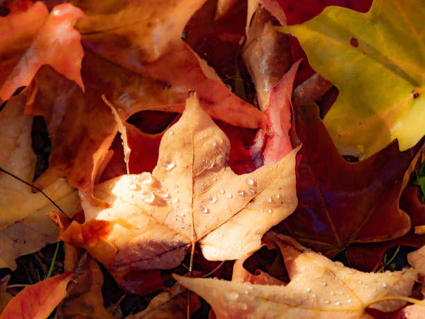 istock Fallen autumn leaves with rain drops 1421147232