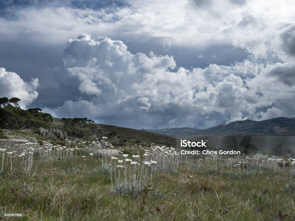 Wildflowers in the mountains on a cloudy day Wildflowers in Kosciuszko National Park on a cloudy day Alpine climate Stock Photo