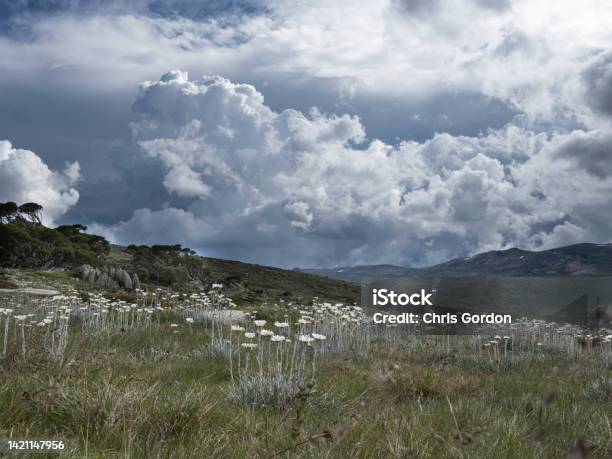 Wildflowers In The Mountains On A Cloudy Day Stock Photo - Download Image Now - Alpine climate, Australia, Australian Alps