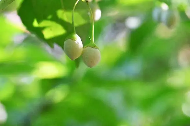 Japanese snowbell ( Styrax japonica ) fruits. The white flowers bloom downward in May and the fruits ripen in September to October. The pericarp contains saponin and is toxic.