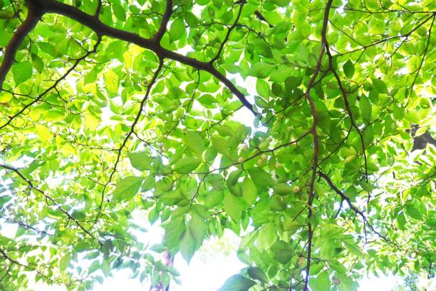 istock Japanese snowbell ( Styrax japonica ) fruits. 1421149310
