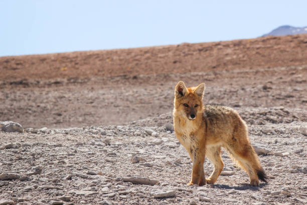 istock Culpeo fox in the Andes 1421150636