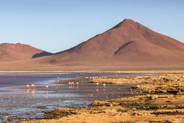 istock Flamingos in Laguna Colorada Bolivia 1421150650