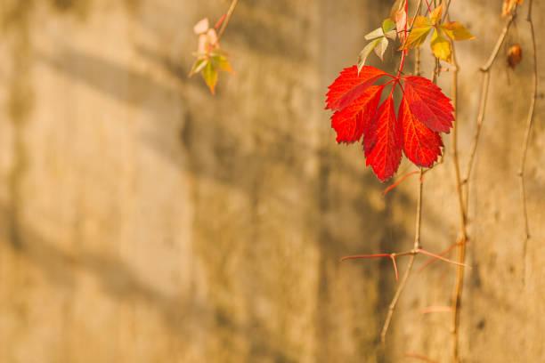 Autumn natural background. Yellow autumn foliage. Abstract blurred background. Copy space. Beautiful nature. Fairy forest. Sunny day. Defocused
