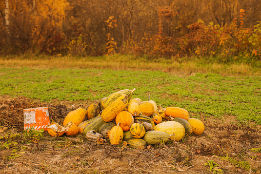 Ripe pumpkins lie on ground. Thanksgiving Day. Halloween. Farm. Autumn natural background. Abstract background. Copy space. Beautiful nature. Fairy forest. Sunny day. Defocused.