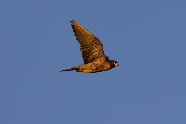 widok z bliska sokoła wędrownego latającego w ciepłym świetle zachodu słońca, widzianego na wolności w północnej kalifornii - peregrine falcon zdjęcia i obrazy z banku zdjęć