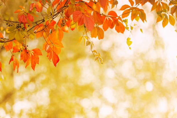 istock Autumn natural background. Yellow autumn foliage. Abstract blurred background. Copy space. Beautiful nature. Fairy forest. Sunny day. Defocused 1421152638