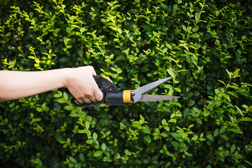 Close up shot of unrecognizable woman clipping hedge with hedge clippers.