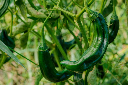Close-up of chilaca peppers ripening on plant.

Taken in Gilroy, California, USA