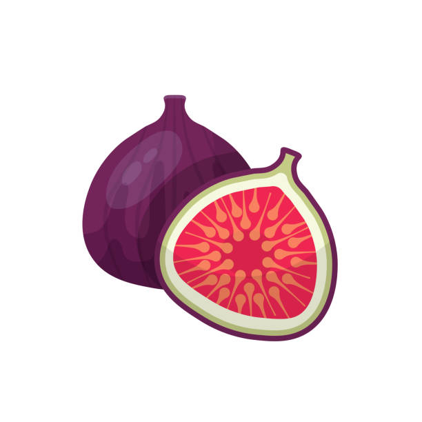Figs, tropical fruit, whole exotic fresh fruit, cut in half with seeds texture for eating Figs, tropical fruit vector illustration. Cartoon isolated whole exotic fresh fruit, cut in half with seeds texture for summer healthy dessert, ripe figs for eating and food ingredient for cooking fig stock illustrations