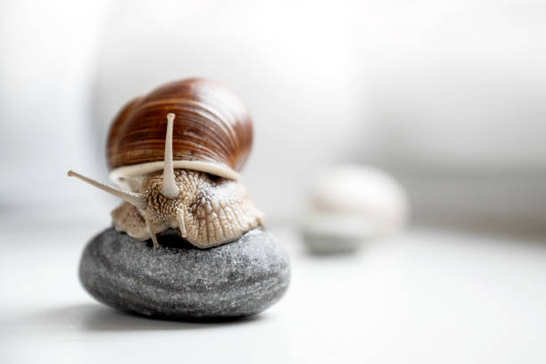 garden snail sits on round pebble