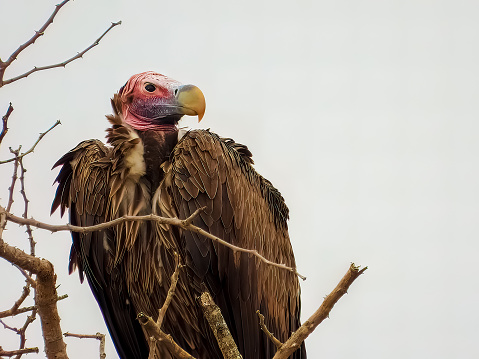 The lappet-faced vulture or Nubian vulture (Torgos tracheliotos) perched on a tree. South African safari