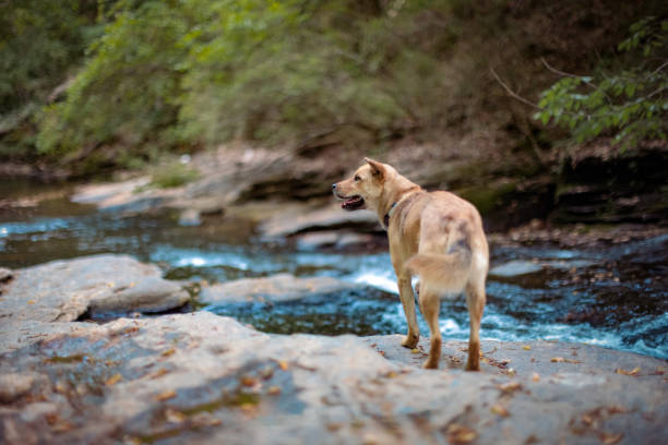 Korean Jindo stands by the water