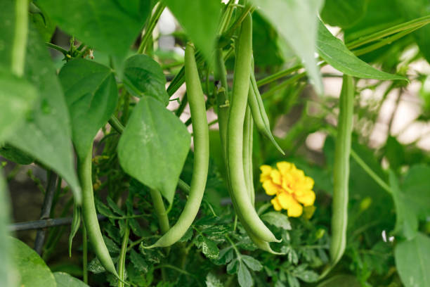 Homegrown Green Bush Beans in the Garden Organically homegrown 'Provider' bush snap green beans growing in a garden in summer green bean stock pictures, royalty-free photos & images