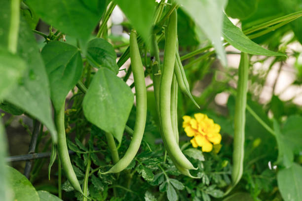 domowa fasola szparagowa w ogrodzie - bush bean zdjęcia i obrazy z banku zdjęć