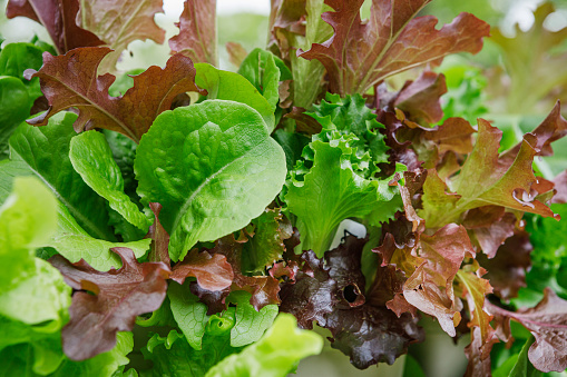 Close up of a mesclun mix of red and green lettuces in a pocket of a vertical tower container garden on a backyard deck in the suburbs