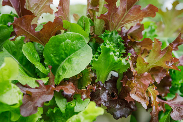 Close up of Mesclun Lettuce Mix Close up of a mesclun mix of red and green lettuces in a pocket of a vertical tower container garden on a backyard deck in the suburbs green leaf lettuce stock pictures, royalty-free photos & images