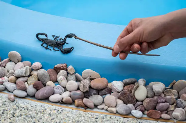 Photo of Someone hand trying to play with  black scorpion on the edge of swimming pool.