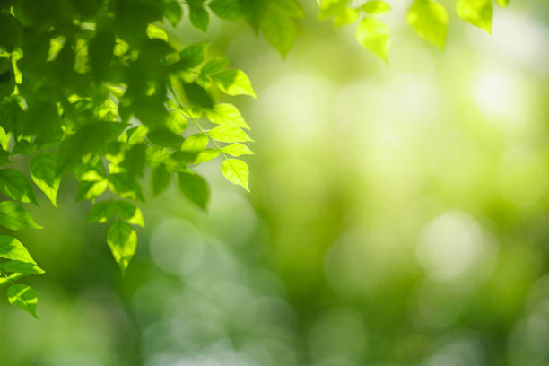 istock Closeup of beautiful nature view green leaf on blurred greenery background in garden with copy space using as background wallpaper page concept.i 1421165708