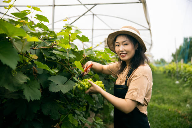 istock Young woman harvesting grapes 1421166392