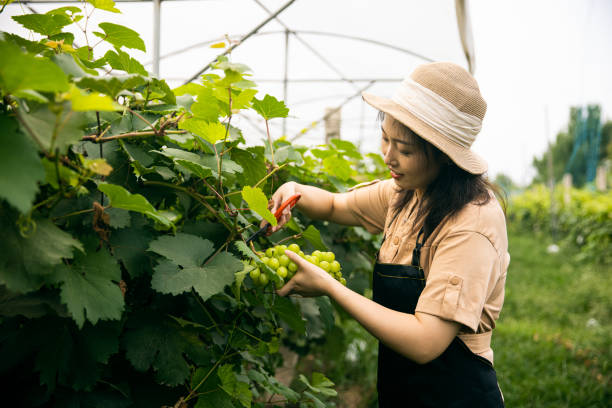 istock Young woman harvesting grapes 1421166402