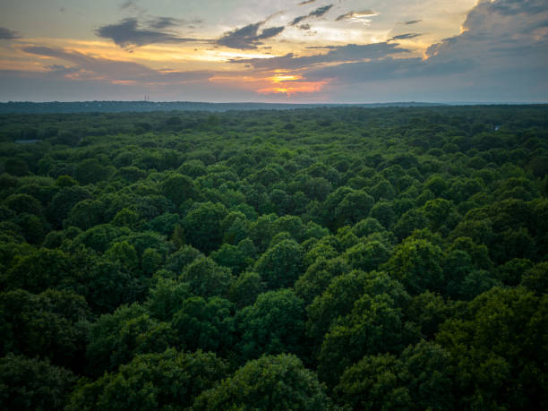 tiro aéreo de árvores e pôr do sol - treelined forest tree summer - fotografias e filmes do acervo