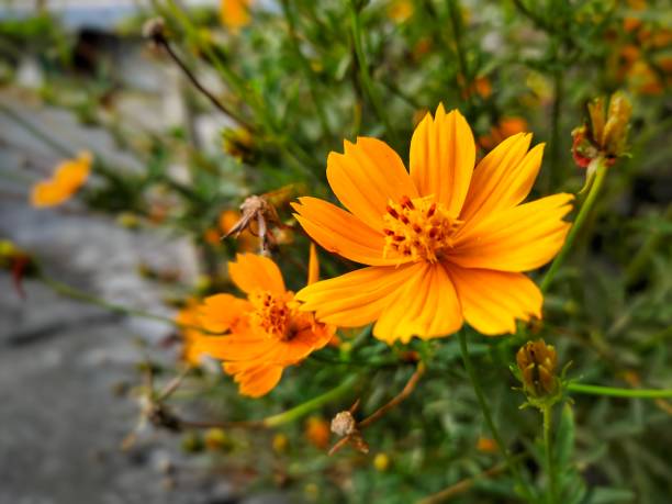 istock A beautiful yellow flower that blooms fresh in a garden 1421168247