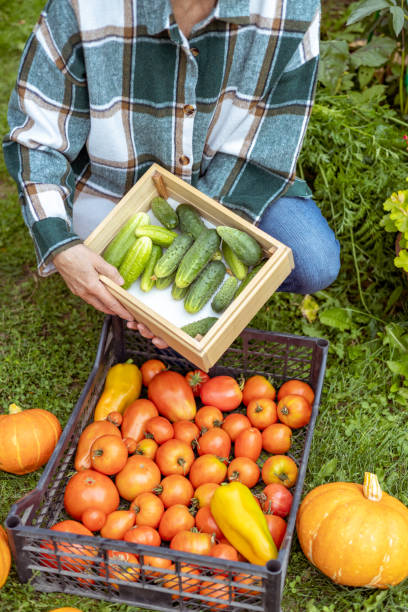 istock Vegetable harvest season. Tomatoes, cucumbers, pumpkins. 1421169449
