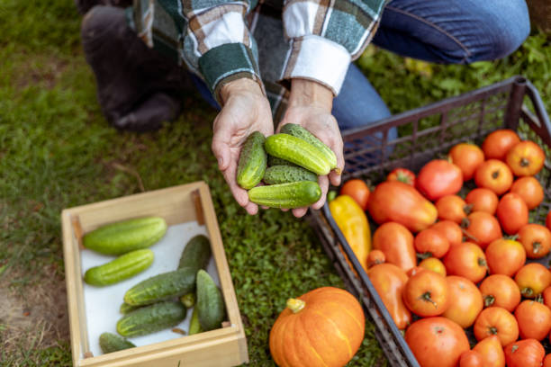 istock Harvest cucumbers and other vegetables. 1421169467