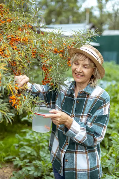 A gardener woman in a hat stands in her garden near sea buckthorn and picks berries. The farmer checks his harvest.
