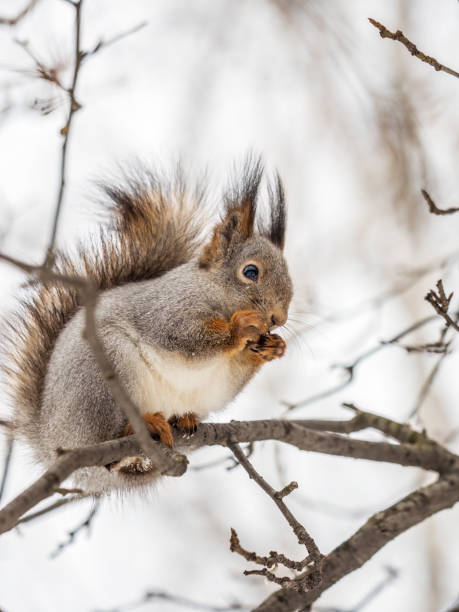 istock The squirrel with nut sits on tree in the winter or late autumn. 1421169613