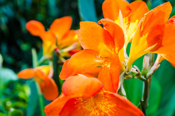 istock Close up on orange canna lilly 1421170296