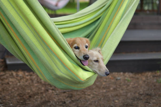 istock Dogs riding a hammock together. 1421170325