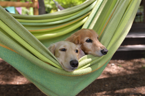 Dogs riding a hammock together.