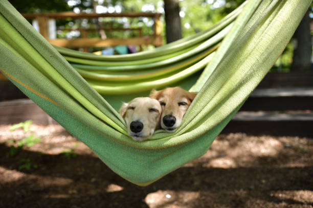 istock Dogs riding a hammock together. 1421170333