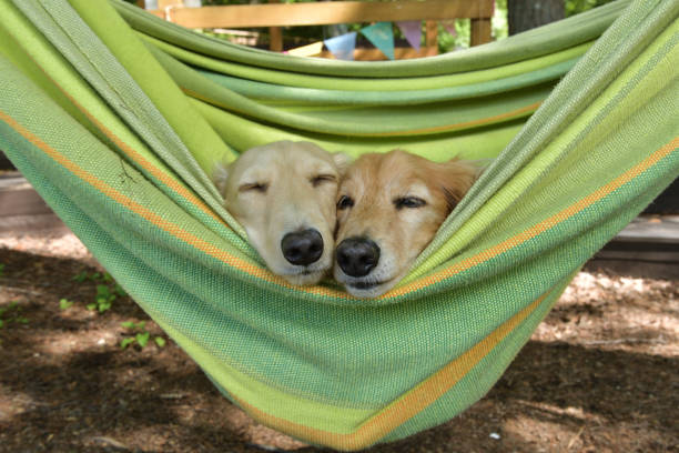 istock Dogs riding a hammock together. 1421170343
