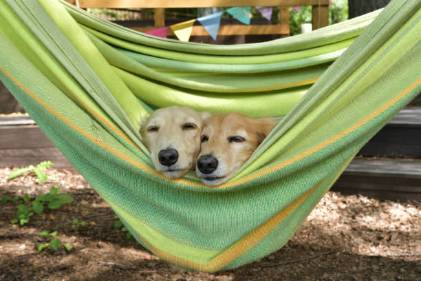 istock Dogs riding a hammock together. 1421170345