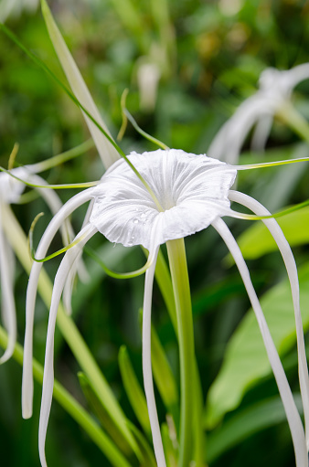 Close up on white Maximillian's spider lily