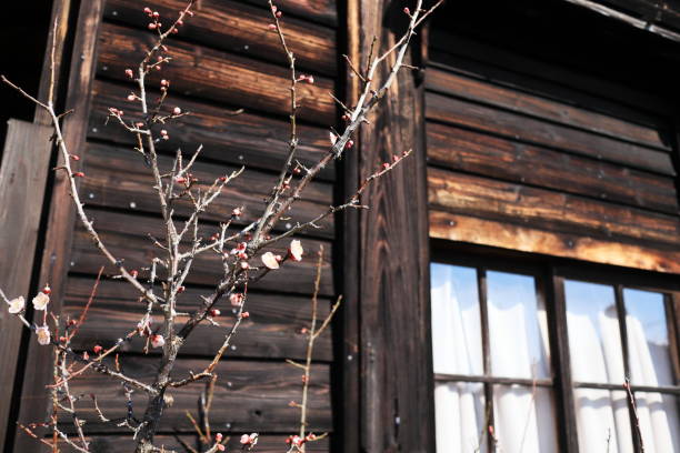 istock Image of plum blossoms and old building 1421170681