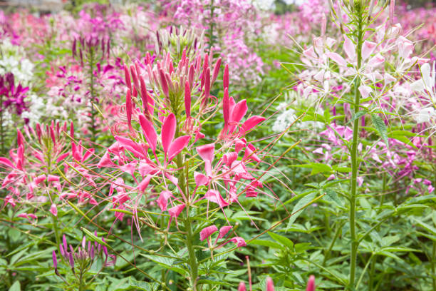 Spiny Spiderflower also know as Cleome Spinosa blooming in sunny garden Spiny Spiderflower also know as Cleome Spinosa blooming in sunny garden spider flower stock pictures, royalty-free photos & images