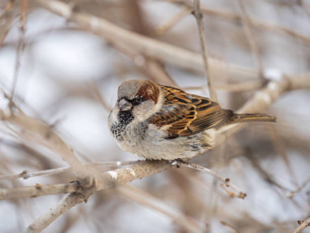 istock Sparrow sits on a branch without leaves. 1421170768