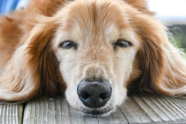 快適な昼寝をしている犬。 - miniature dachshund ストックフォトと画像