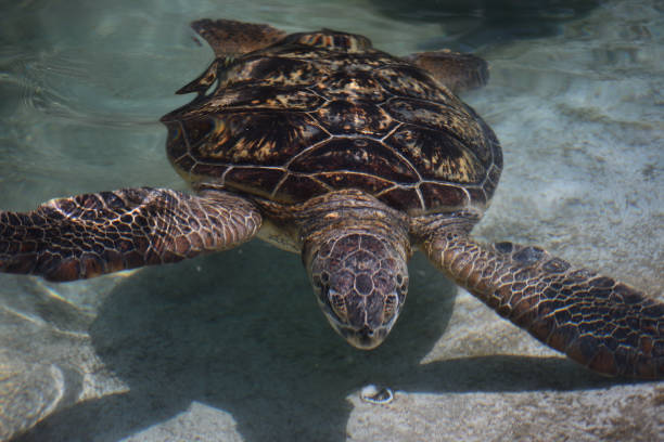 istock Sea turtles swimming here. 1421173264