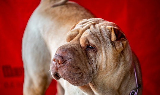 head of a Shar Pei  dog at fair. Red background.