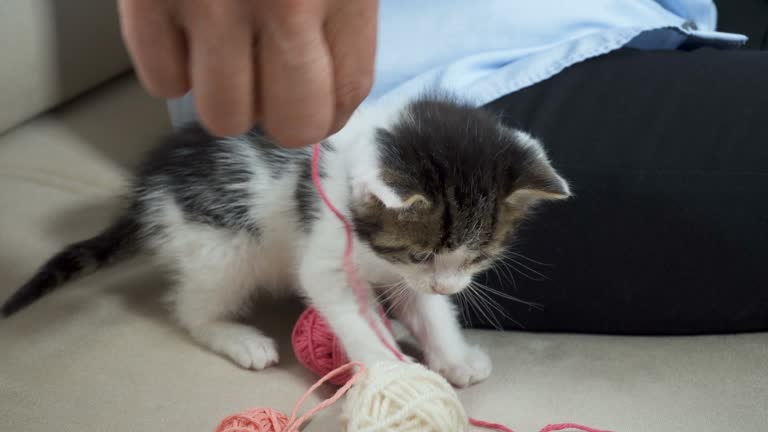 A funny little kitten is playing with a ball of thread on sofa