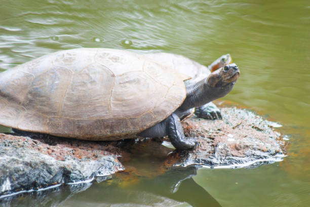 istock Turtles sunbathing on a stone in a lake 1421176792